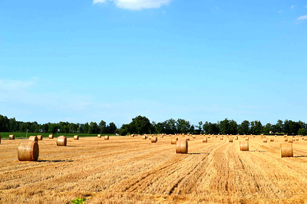 Agricoltura fondi 23