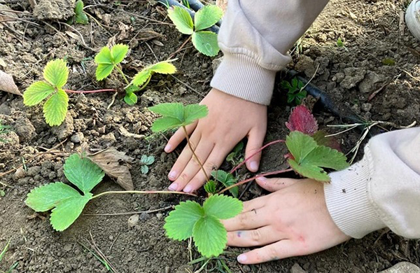 Alzato il tetto de minimis agricolo