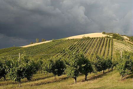 Aumentano i vigneti