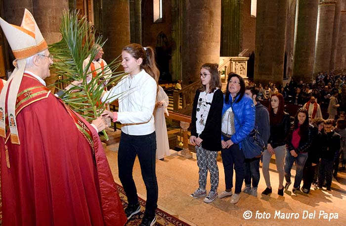 13palme FotoDELPAPA