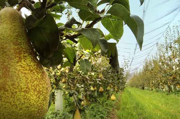 agri