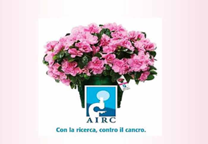 airc azalea 