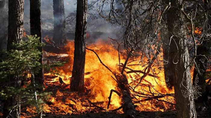 incendio1 interno