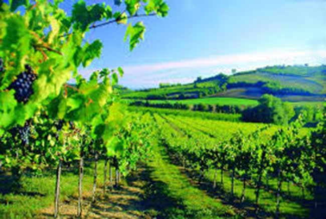 paesaggio collinare nel piacentino