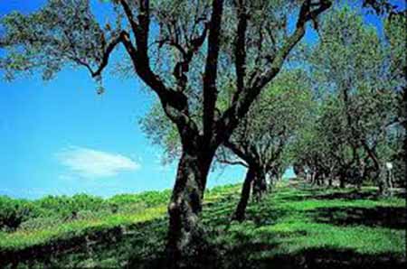 piante piacentine