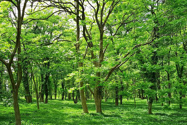 alberi nuovi nati