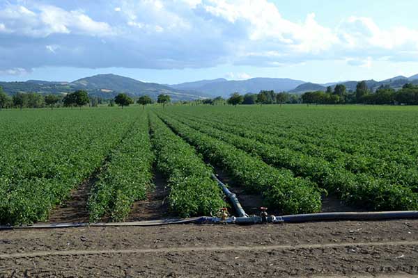 Al via i bandi agricoli 24