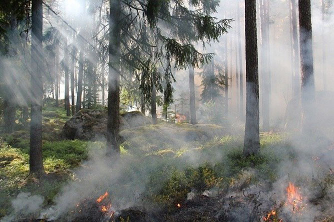 Incendi boschivi 24