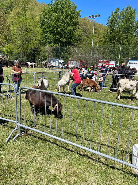 fiera bestiame Ottone 26