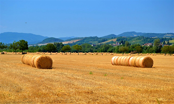 Nuovi interventi agricoli